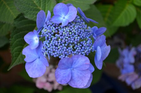 Purple blossom bloom
