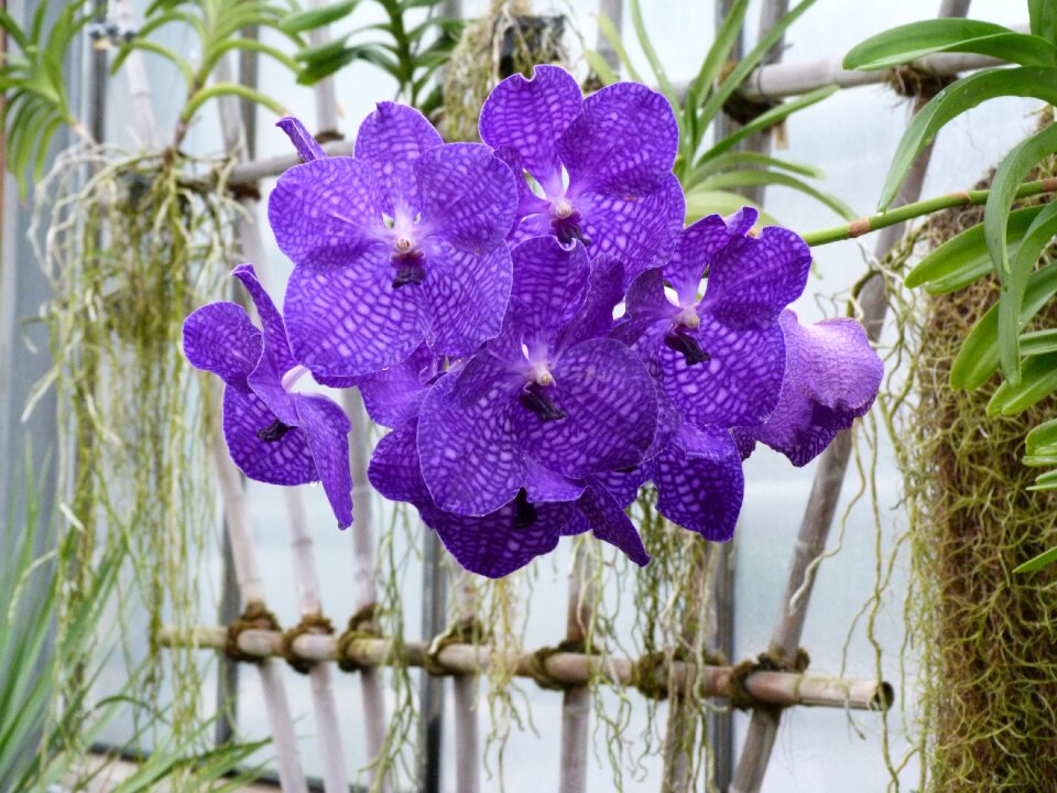 Purple flower nature close up