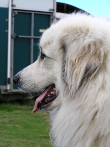 Purebred fur canine