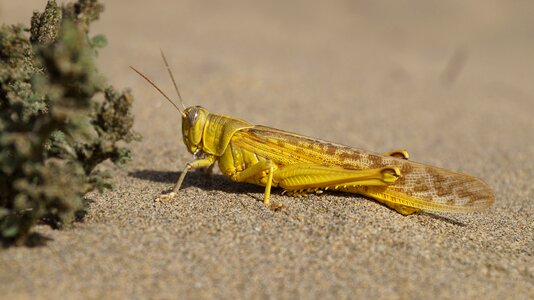 Yellow insect desert locust photo