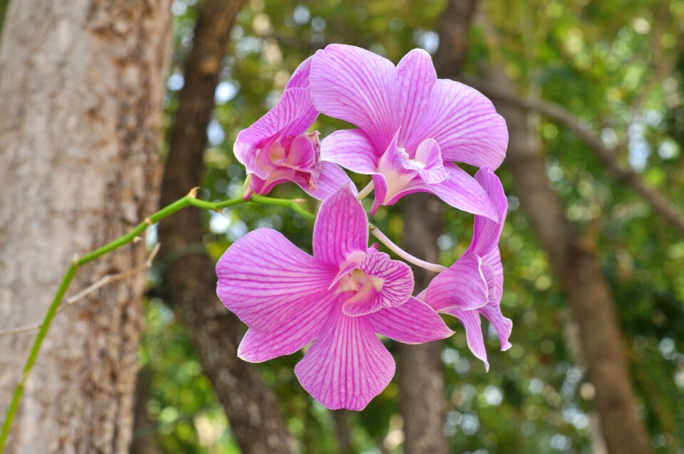 Orchid flowers nature
