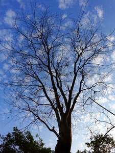 Dead tree spring sunny days photo