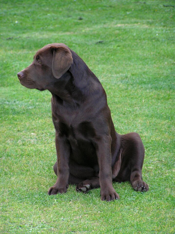 Puppy canine young