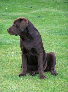 Puppy canine young