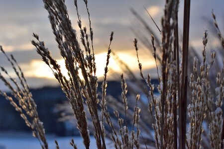 Cold frost grass photo