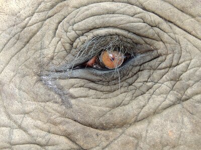 Animal elephant safari