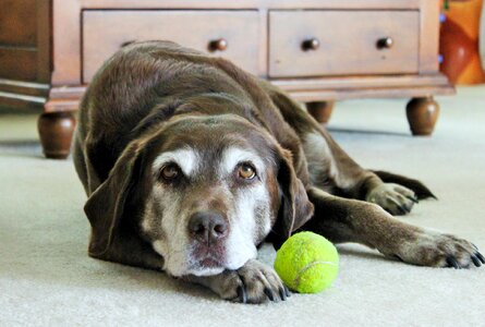 Labrador dog dog portrait photo