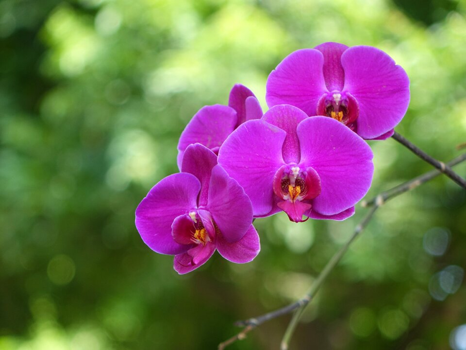 Pink red nature encyclopedia of sufficient