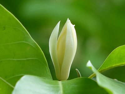 Look spring white pure