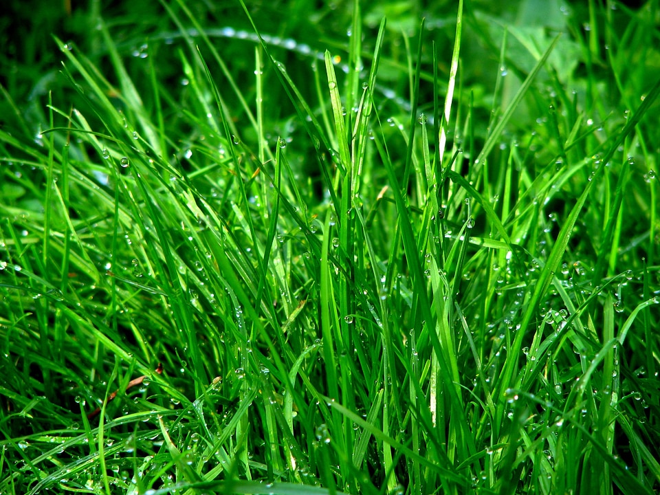 Halme blades of grass juicy