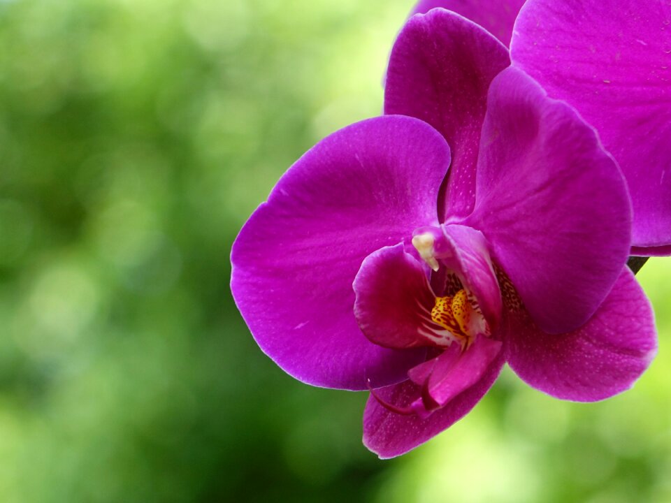 Pink red nature xie