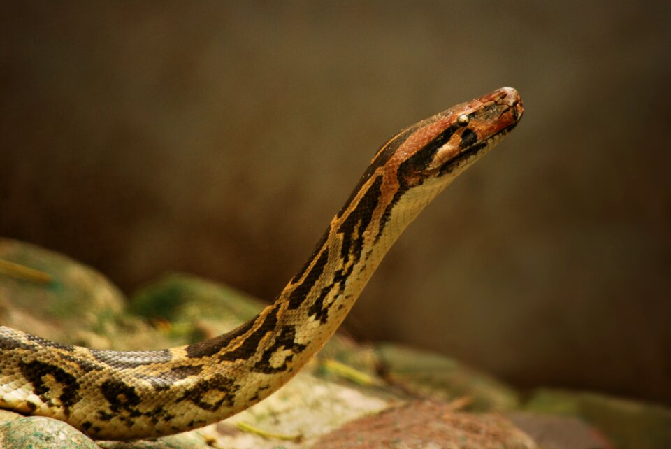 Wildlife skin viper