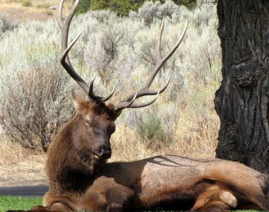 Animal antler rest