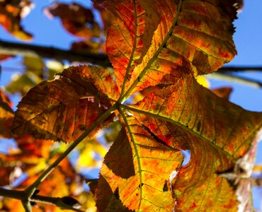 Autumn leaves yellow leaf photo