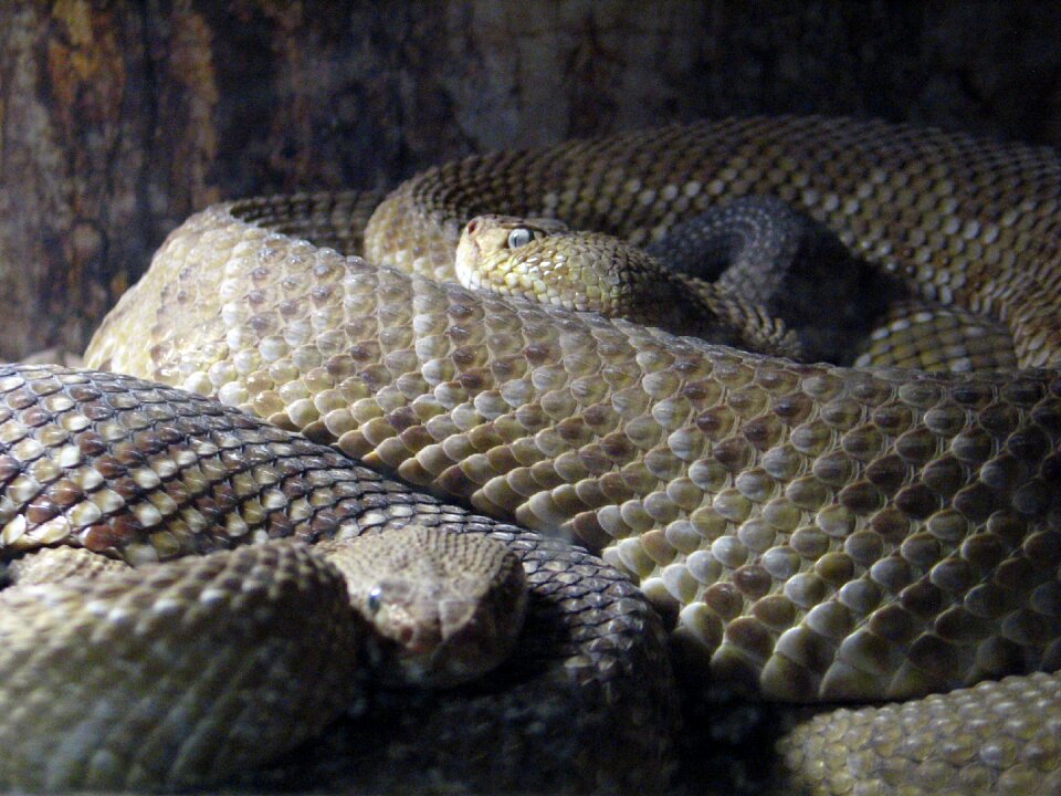 Skin reptile sting