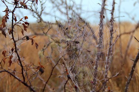 Cobwebs web moist
