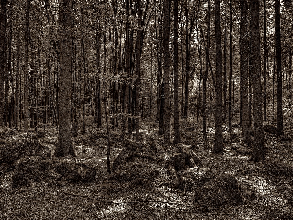 Tree root national park overgrown