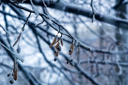 Ice trees winter photo