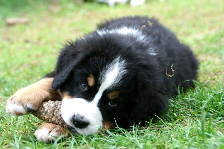 Puppy close up berner