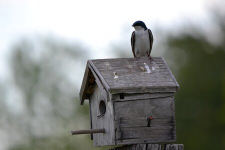 Birdhouse swallow bird