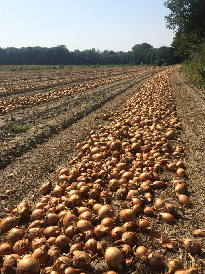 Onion field onion harvest
