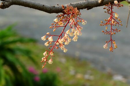 Frequency po flowers fruit tree eyes of feng guo