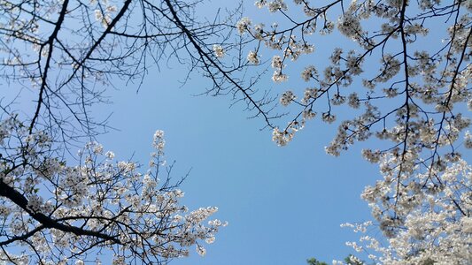 Cherry blossom spring sky