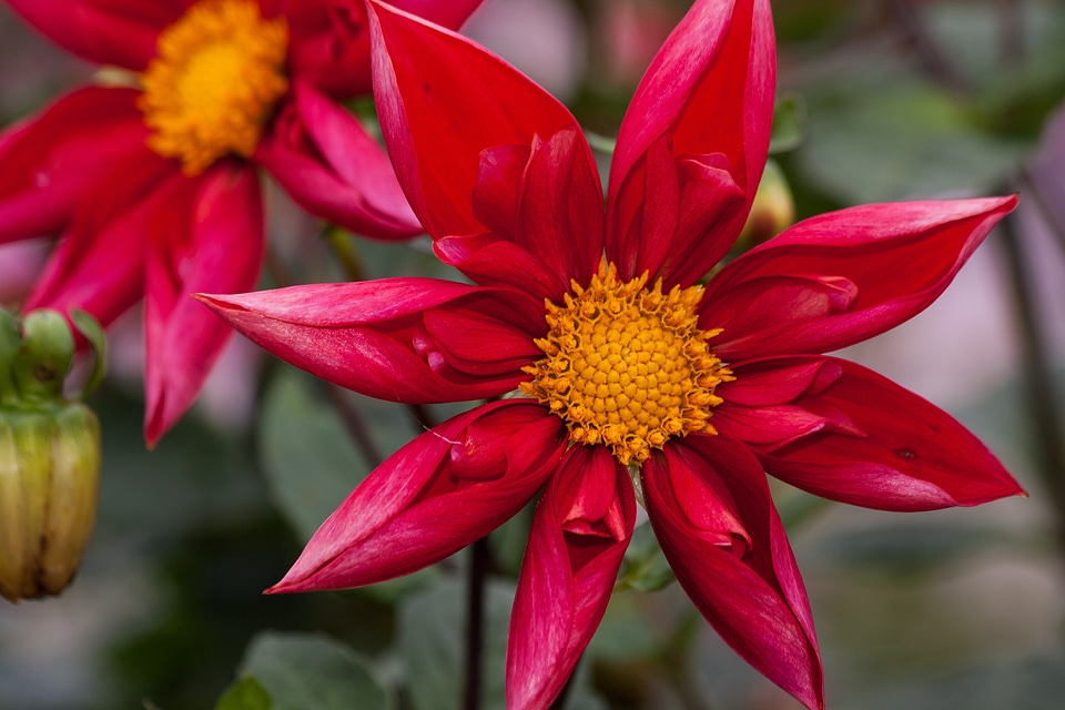Plant composites red