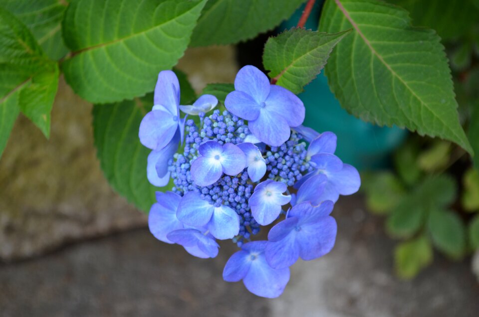 Flowers purple plant