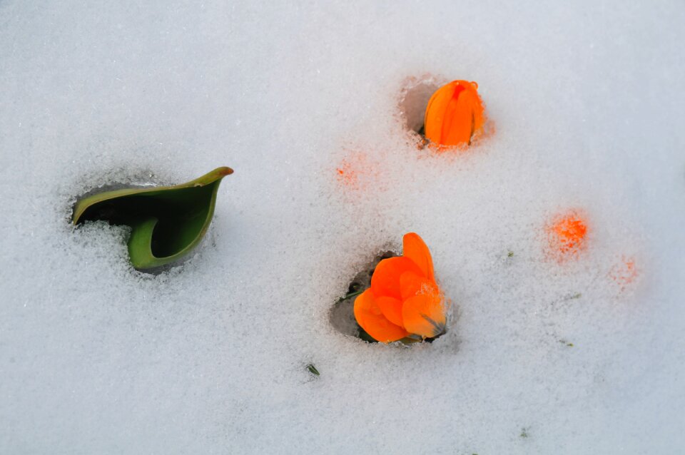 Snow icy signs of spring