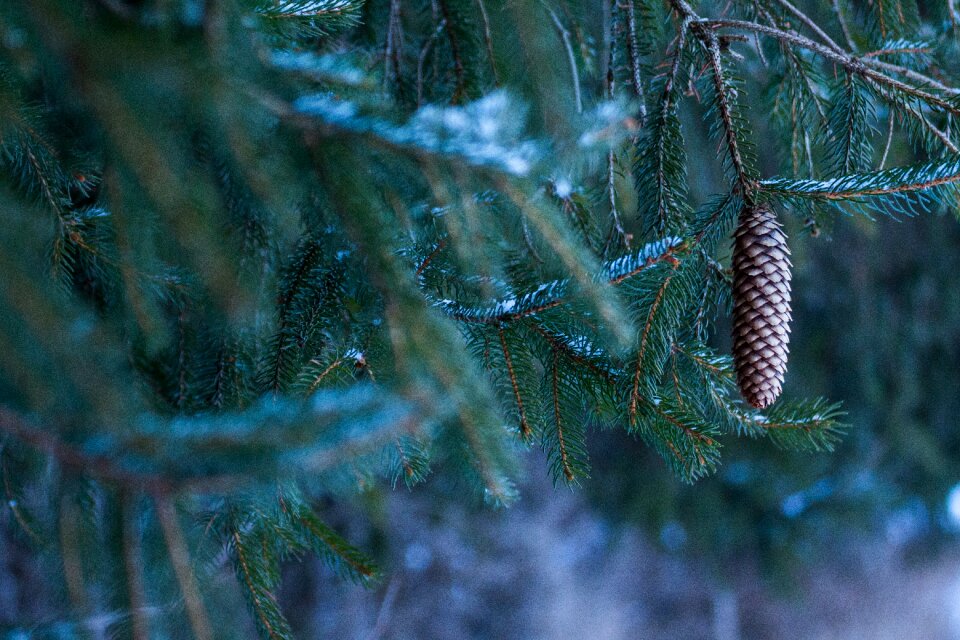 Spruce spruce cones