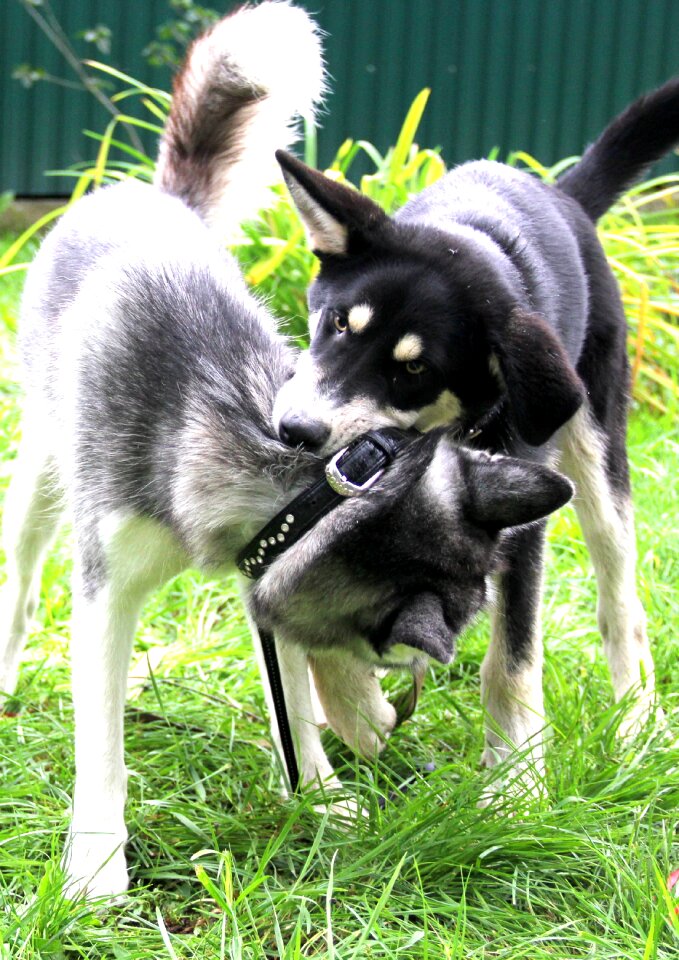 Dogs pets bite