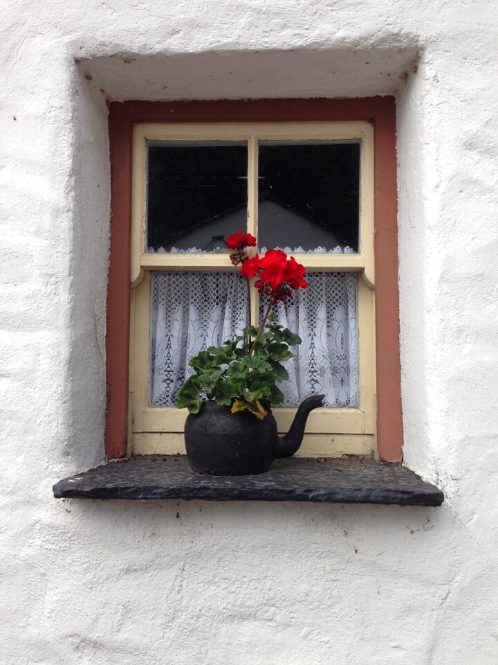Geranium outdoors decoration