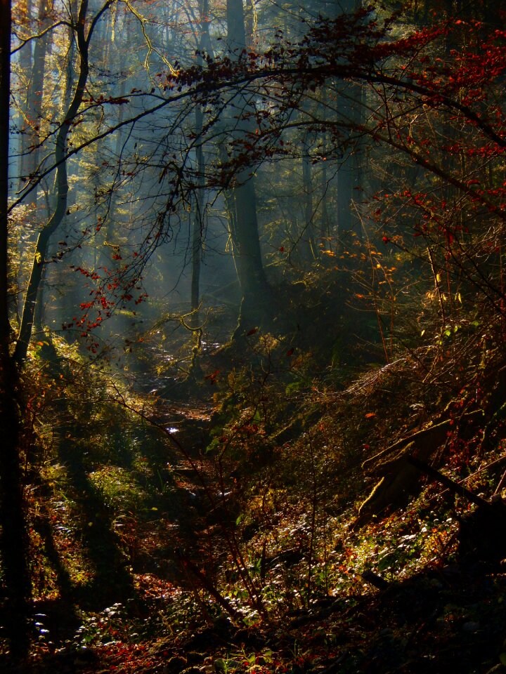Forest mystical fall