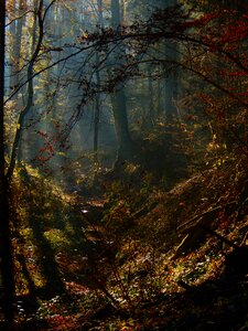 Forest mystical fall