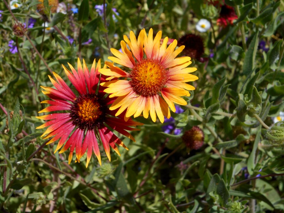 Floral nature bloom