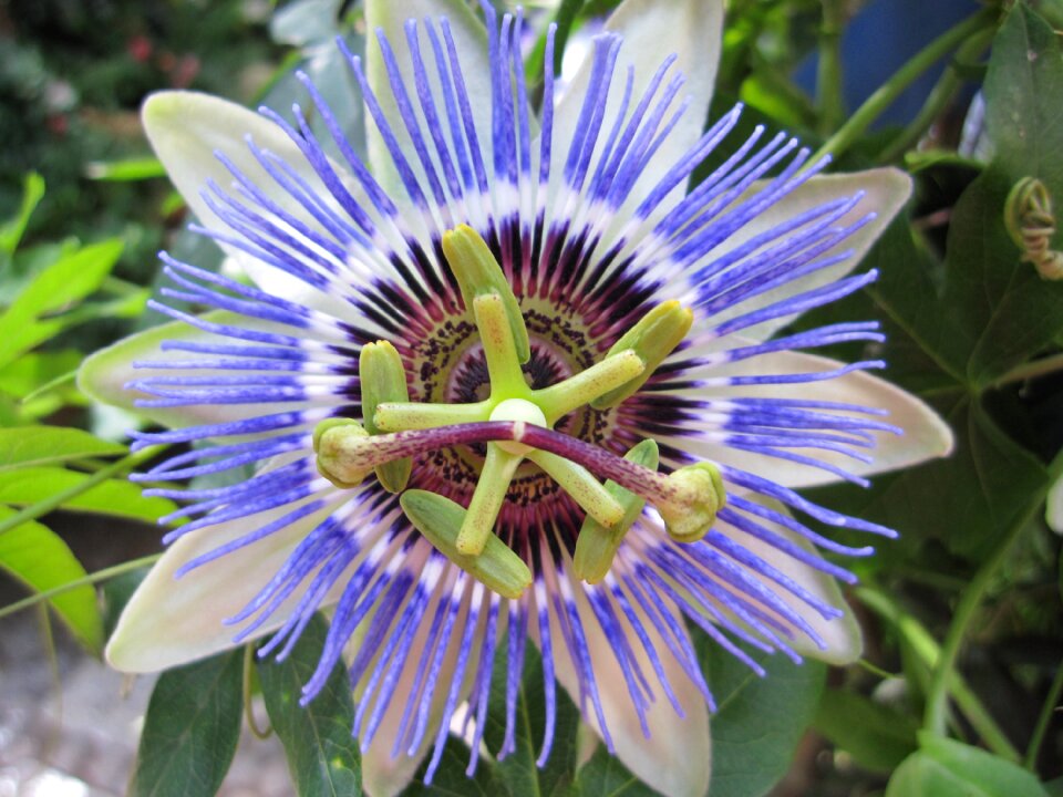 Macro blue passiflora