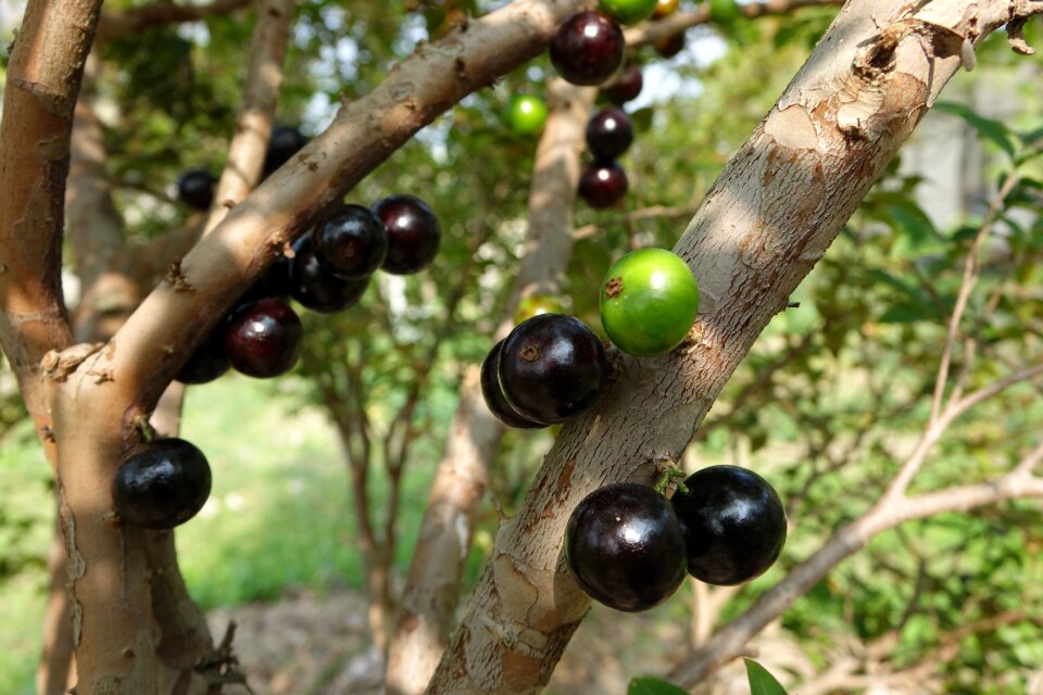 Fruit purple fruit fact rope rope