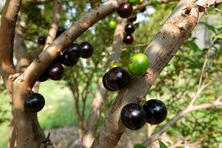 Fruit purple fruit fact rope rope
