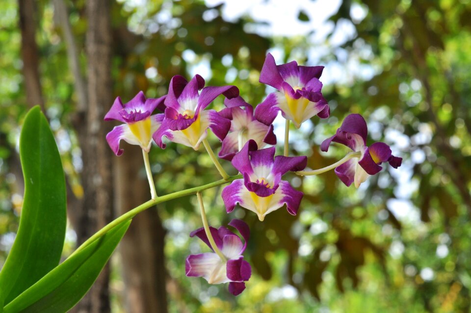 Flowers orchid nature