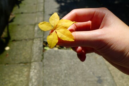 Sunshine holding autumn