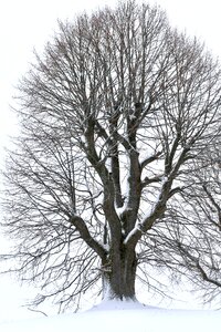 Tree winter snow