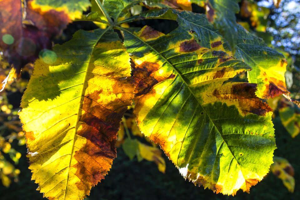 Autumn leaves yellow leaf photo