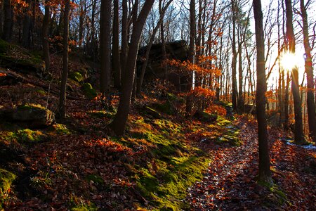 Landscape autumn forest moss photo