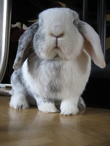 Black and white pet cute