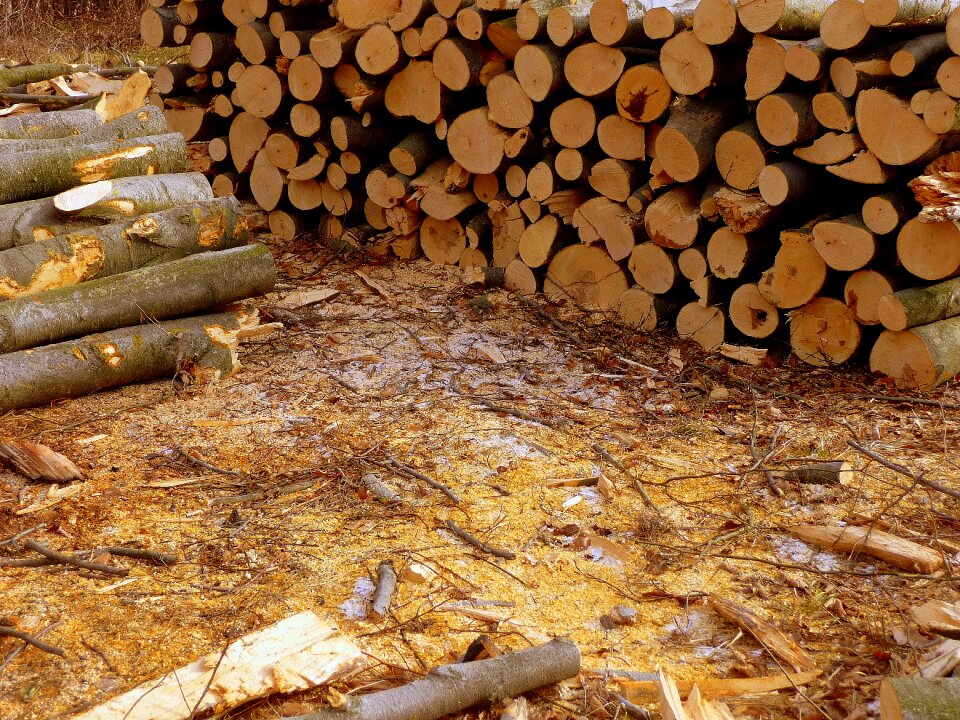 Cold nature wood-cutting