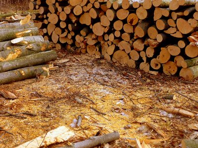 Cold nature wood-cutting