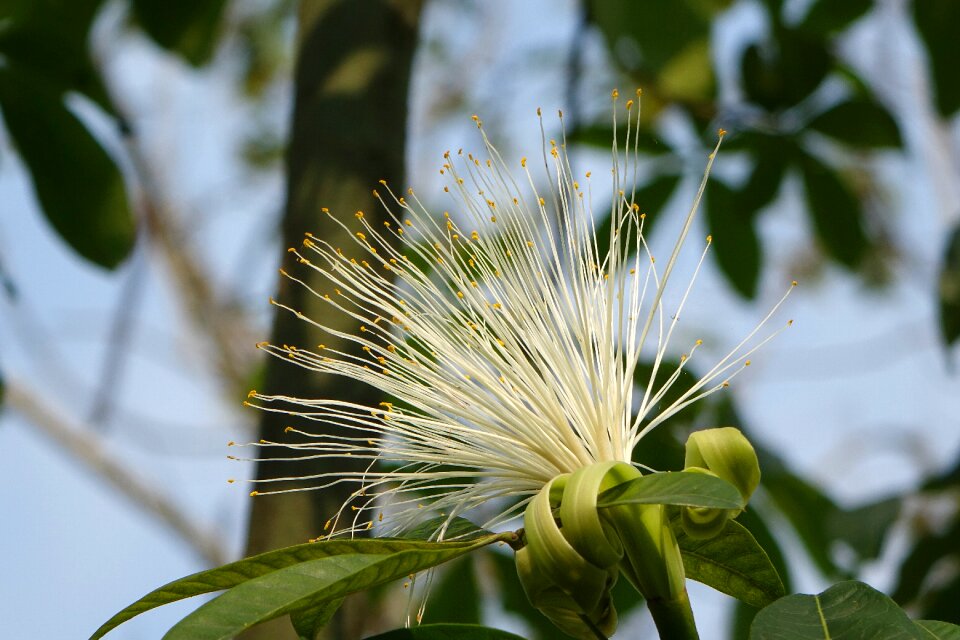Release 財 tree white umbrella symptoms