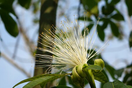 Release 財 tree white umbrella symptoms