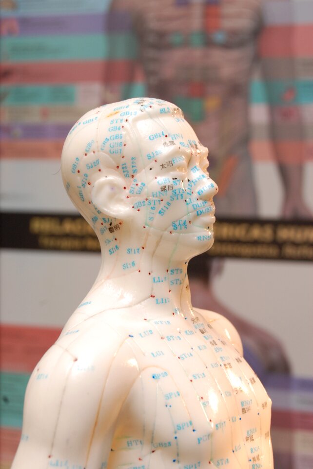 Bioenergetics mannequin exemple